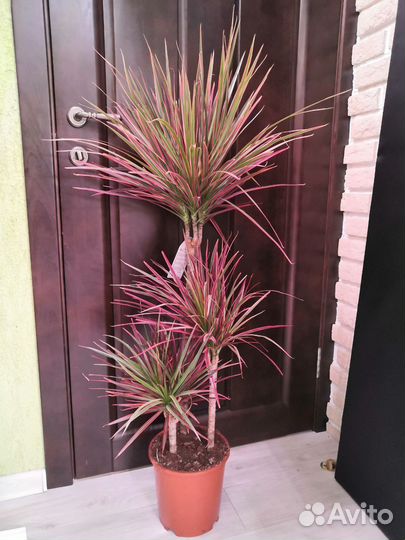 Пальма Драцена биколор 24/120