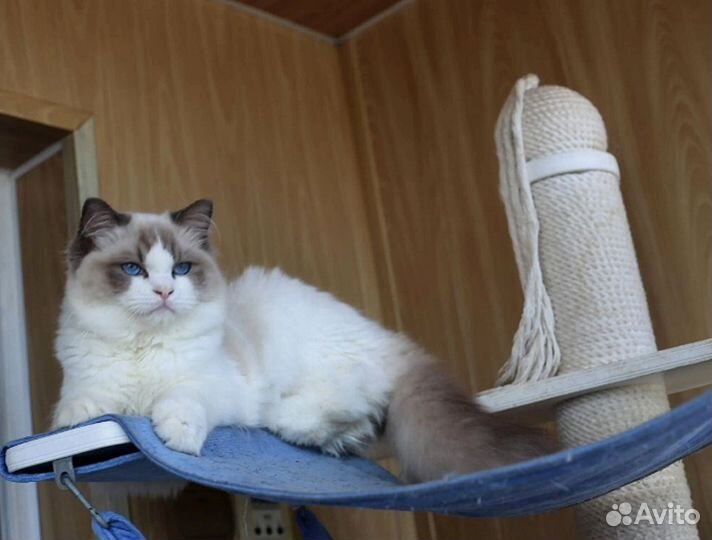 Ragdoll, рэгдолл котик