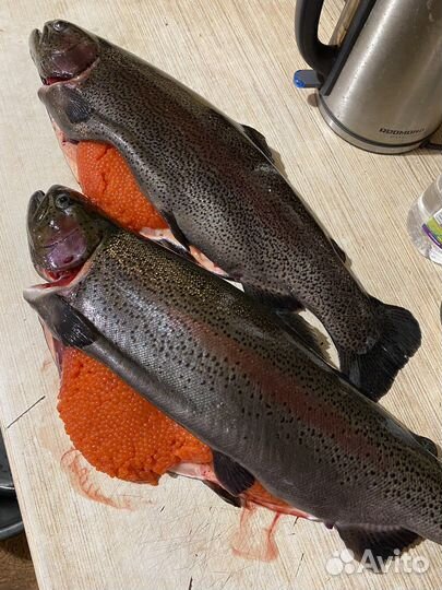 Форель непотрошёная на октябрь из Карелии