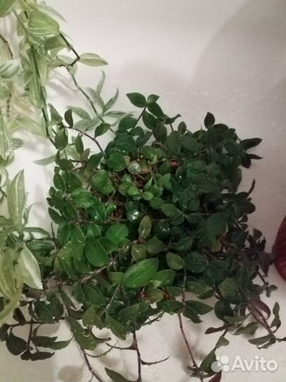 Фикус, традесканции, эухарис