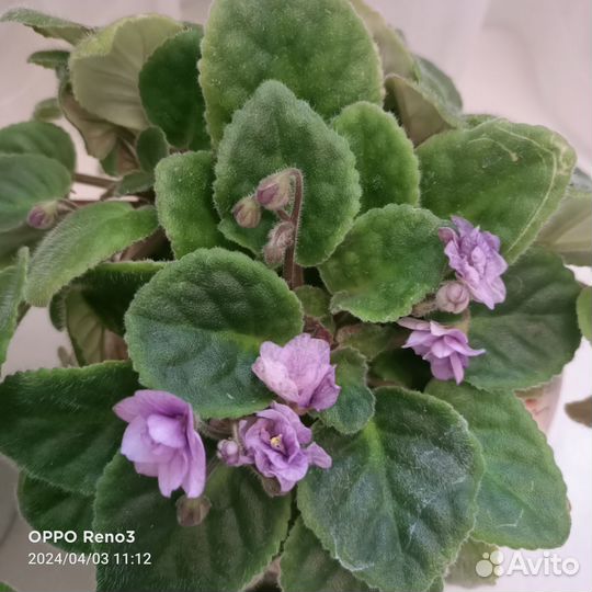 Фиалки трейлеры