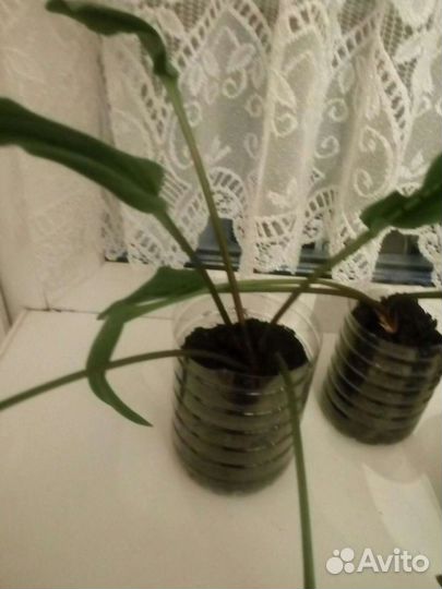 Дримиопсис пятнистый