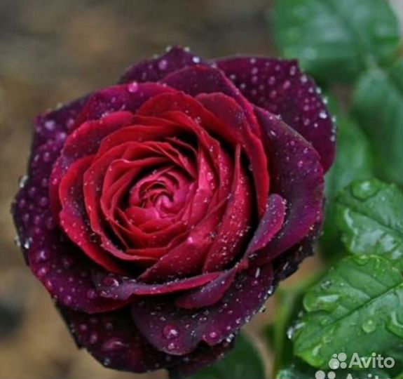 Саженцы роз