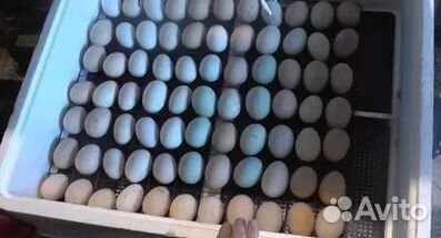 Инкубаторы 63,77,104 яйца