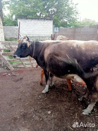 Корова с бычком