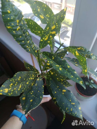 Аукуба японская
