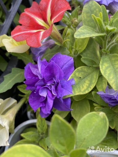 Петунья рассада