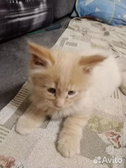 Котята мейн-кун