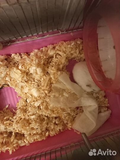 Джунгарский хомяк с клеткой