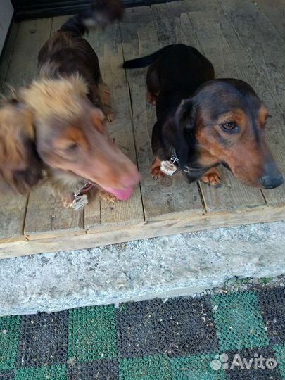 Кроличья такса вязка