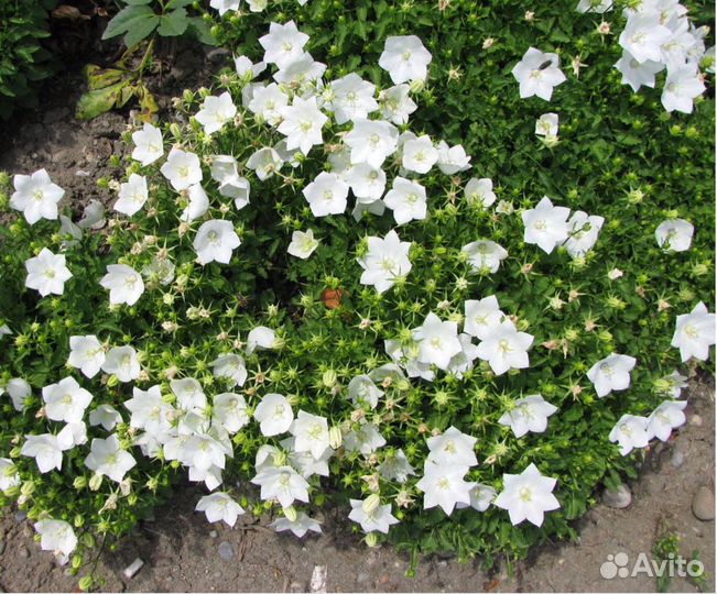 Колокольчик карпатский белый многолетник