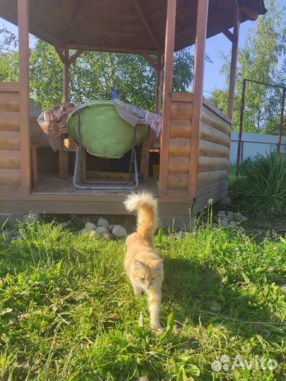 Кошечка в добрые руки