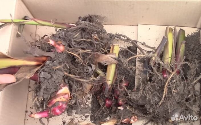 Клубни канн