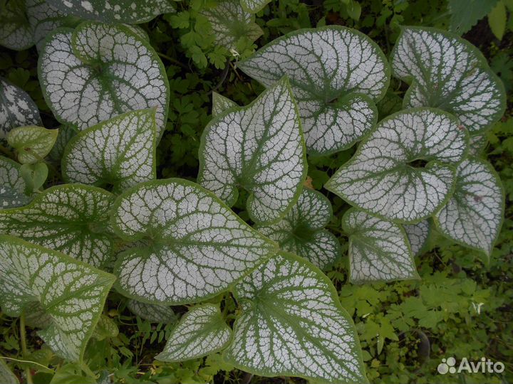 Растения для тени