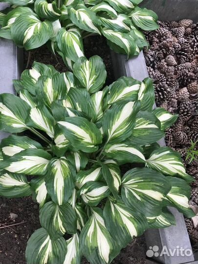 Хоста трёх видов