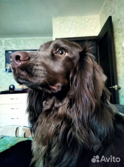 Русский спаниель вязка