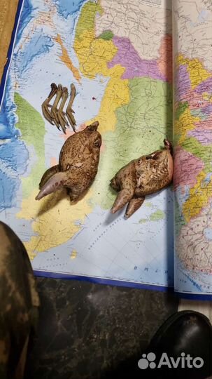 Мясо дикой птицы. Утка, куропатка, гусь