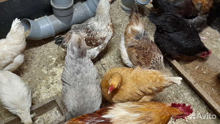 Инкубационные домашние яйца Цыплята микс