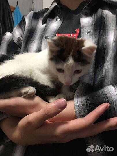 Котёнок ищет дом