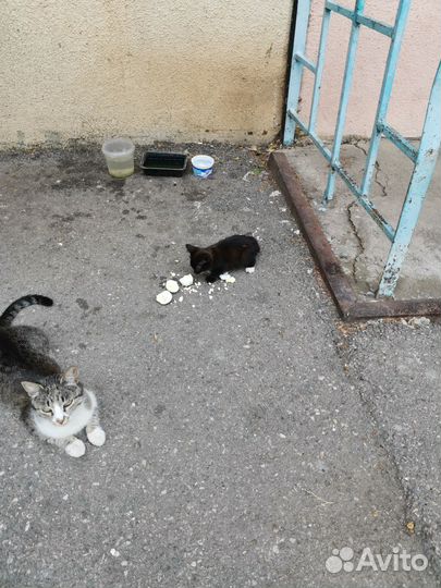 Котенок