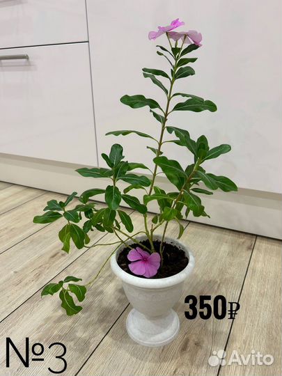 Комнатные цветы