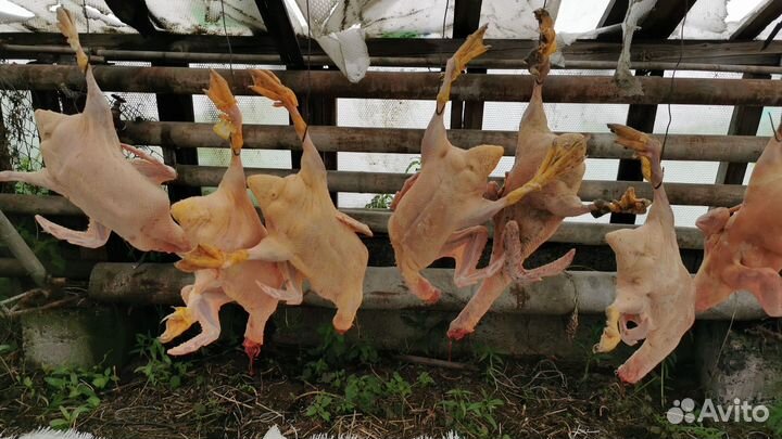 Сельхоз продукты