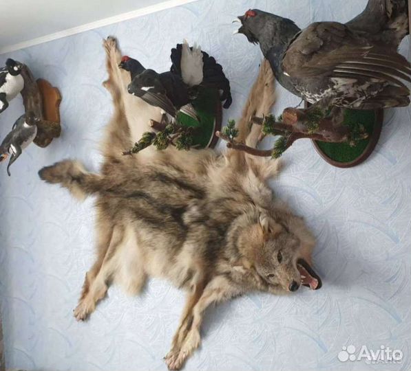 Таксидермия