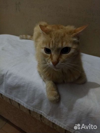 Кошка в дар бесплатно