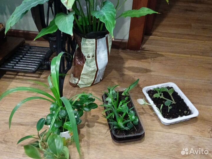 Комнатные цветы