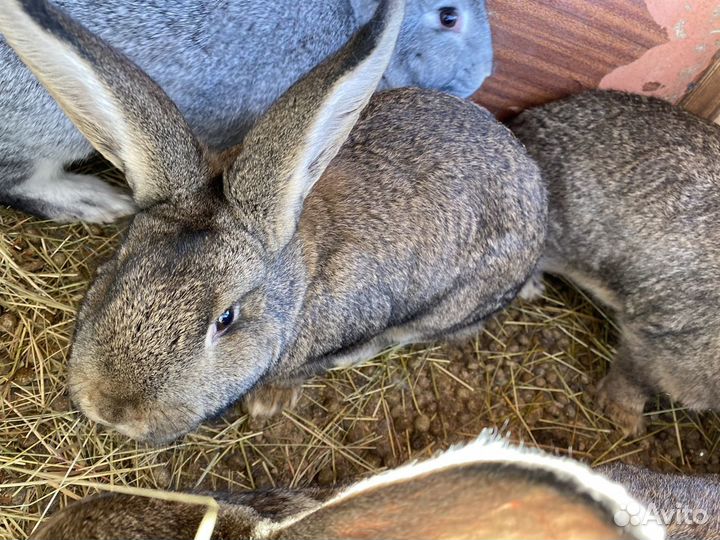 Кролики (великаны) мясных пород