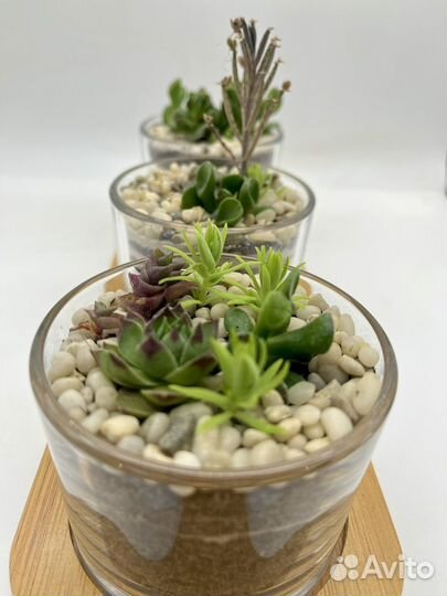 Флорариум из суккулентов