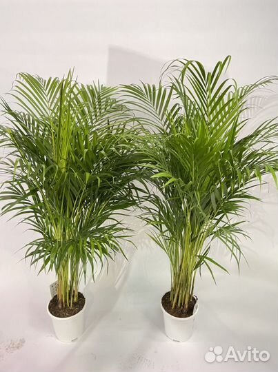 Пальма Арека