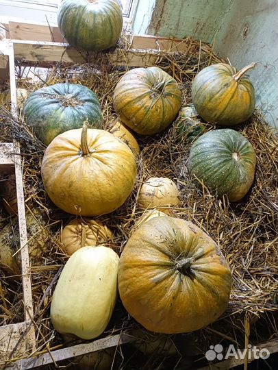 Тыква кормовая