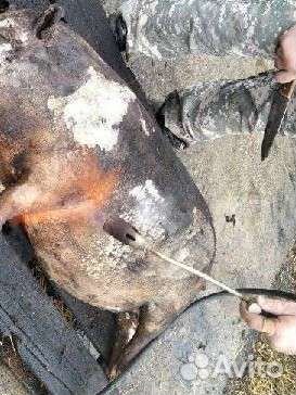 Забой домашнего скота