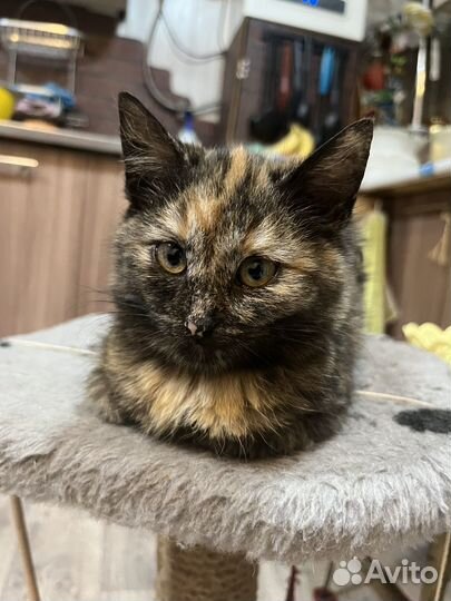 Брошенные котята