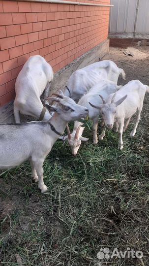 Зааненские козы