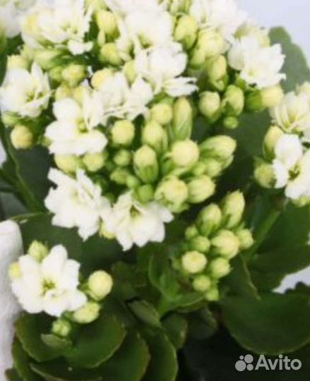 Каланхоэ микс