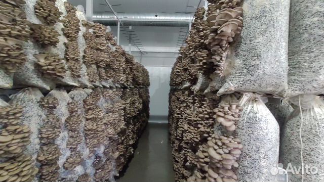 Грибные блоки вешенка