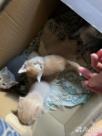 Котята в добрые руки даром