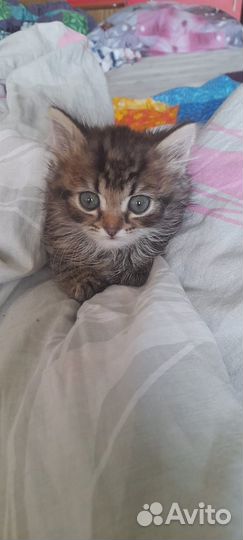 Котенок