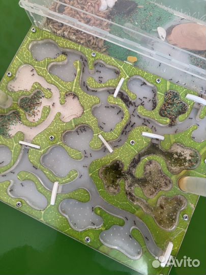 Муравьиная ферма с муравьями