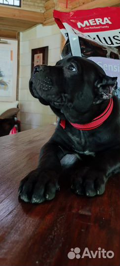 Щенки кане Корсо