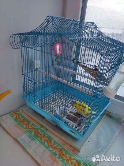 Передержка животных