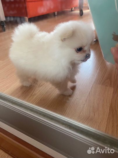 Померанские шпицы в добрые руки