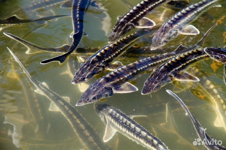 Кои для Вашего поруда
