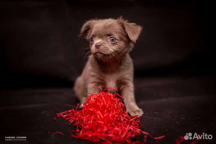 Щенки чихуахуа лиловый