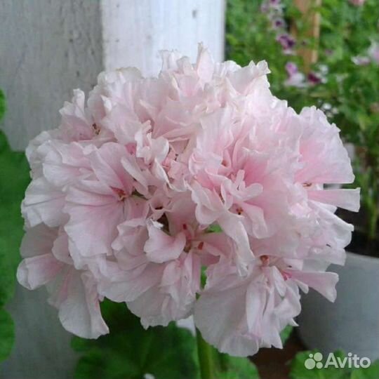 Пеларгония Cranni Barter