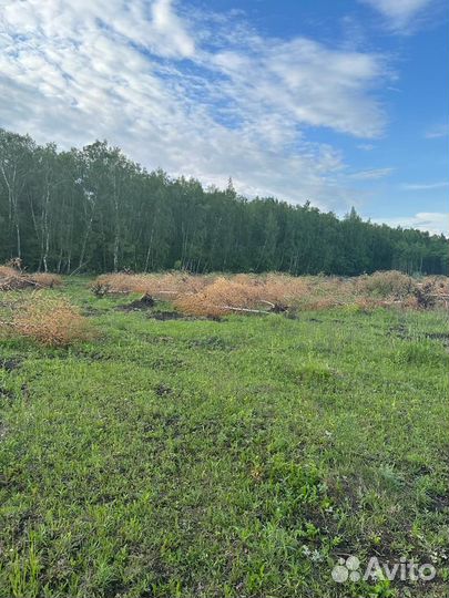 Дрова бесплатно