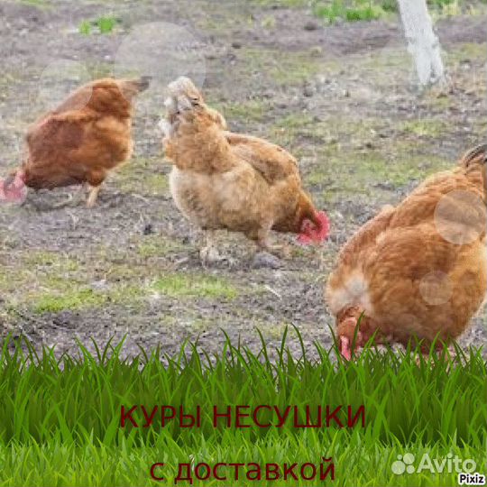 Куры подрощенные