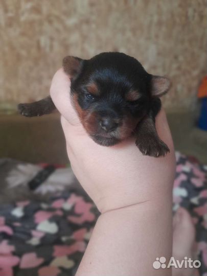 Йоркширский терьер